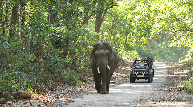 Corbett Wildlife Safari